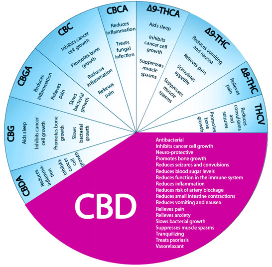 CBD and what it is