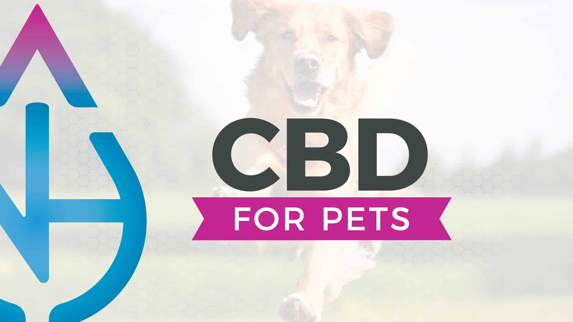 CBD for Pets