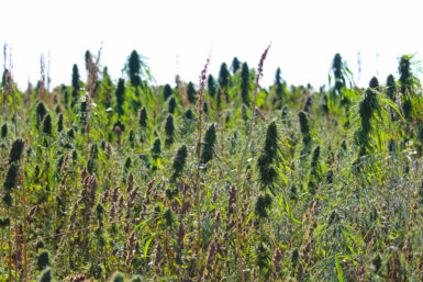 CBD Hemp Crop