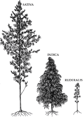 Difference Between CBD vs THC Plant Varieties