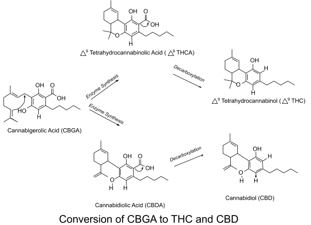 CBD vs THC vs THCA