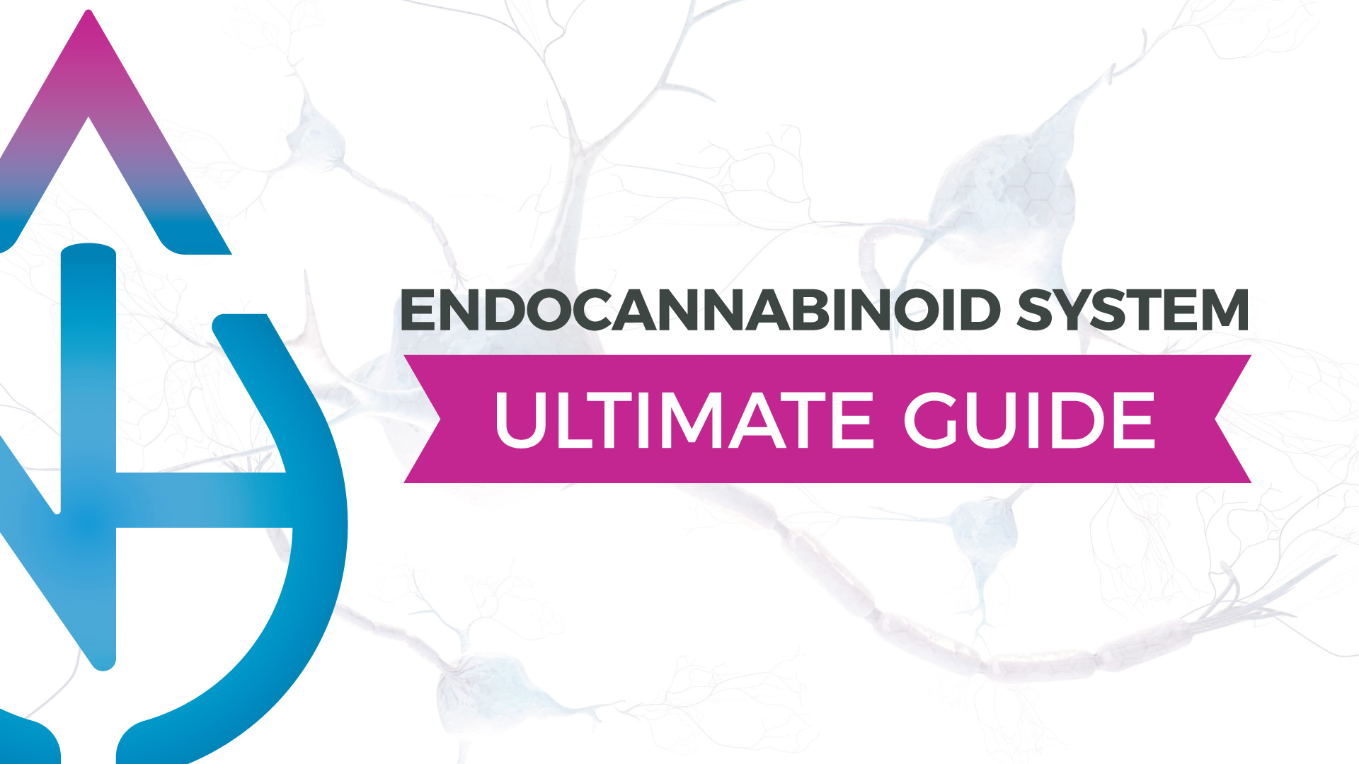 Endocannabinoid System