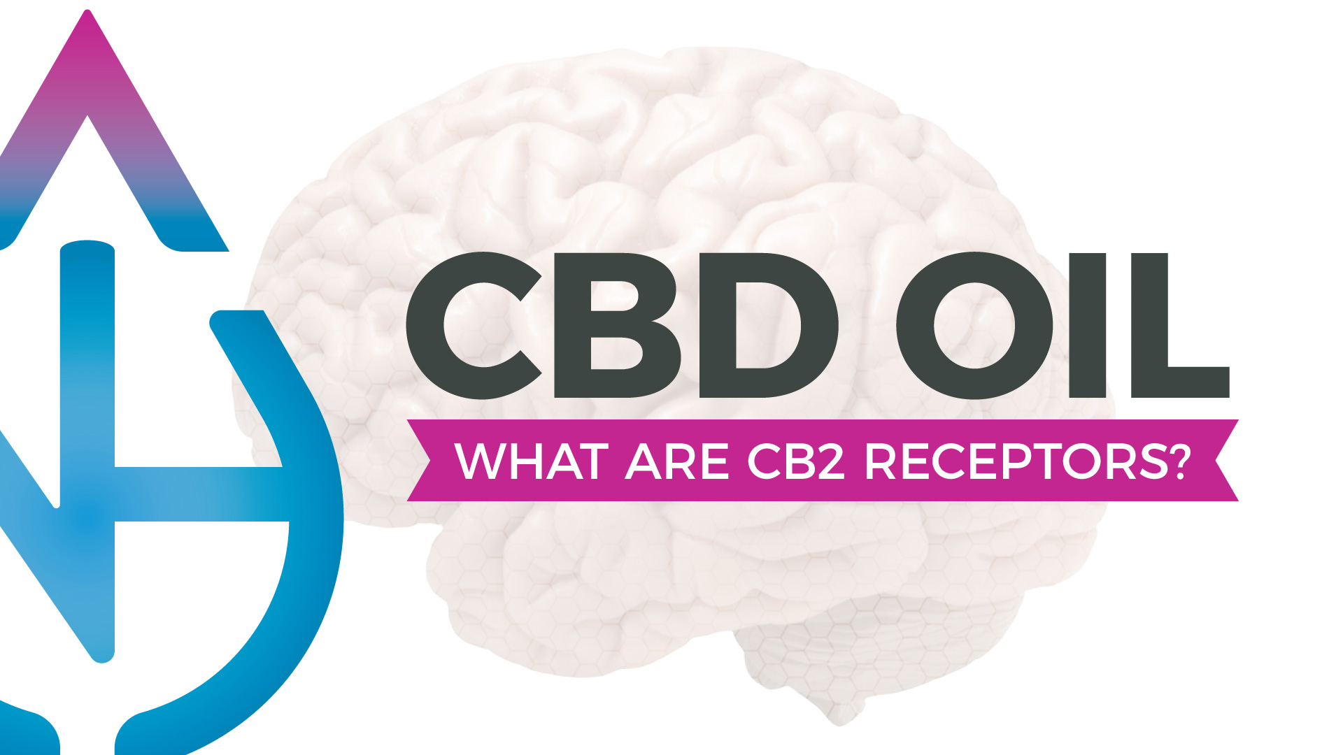 What Are CB2 Receptors?