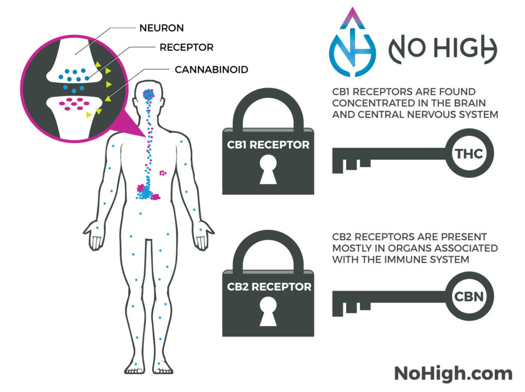 Endocannabinoid System