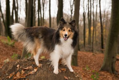 cbd is great for awesome pets like shelties