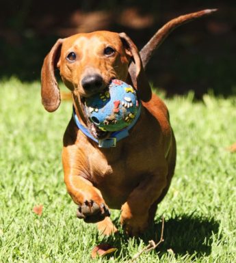 cbd for pets like happy dachshund